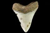 Fossil Megalodon Tooth - North Carolina #108982-2